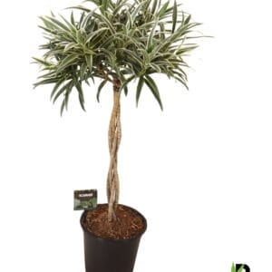 Dracaena Dracaena reflexa Valentina gevlochten stam
(1 Plants/Order)(21cmP 85cmH)