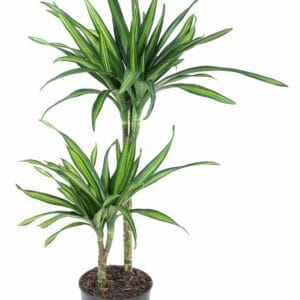 Dracaena Riki Dracaena Riki 45-15
(1 Plants/Order)(19cmP 90cmH)