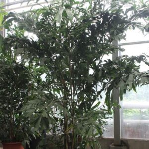 Caryota mitis Caryota mitis
(1 Plants/Order)(55cmP 350cmH)