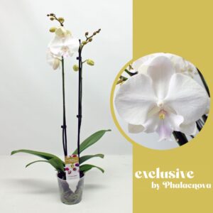Phalaenopsis Anthura Manta Mindoro Mindoro 2-tak 70cm (GROEN)
(12 Plants/Order)(12cmP 70cmH)