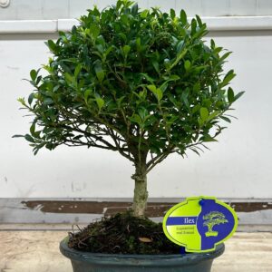 Ilex crenata Ilex crenata, 18 cm., broom, without drip tray
(5 Plants/Order)(18cmP 35cmH)