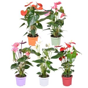 Anthurium mixed Anthurium ''Just perfection®'' XL-Flowers mix
(7 Plants/Order)(14cmP 50cmH)