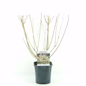 Salix gracilistyla Mt. Aso Salix grac.Mount Aso
(6 Plants/Order)(17cmP 612cmH)