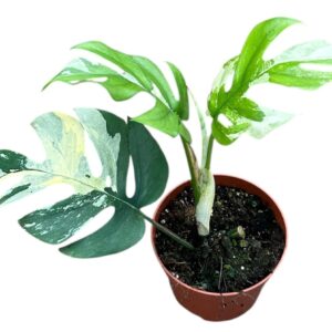 other plants Rhaphidophora Tetrasperma Variegata 
(4 Plants/Order)(10.5cmP 20cmH)