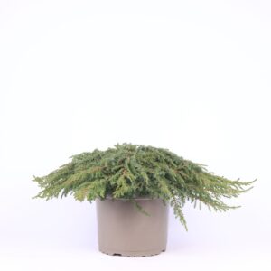 Juniperus communis Green Carpet Juniperus communis 'Green Carpet'
(1 Plants/Order)(23cmP 40cmH)