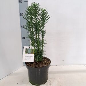 Cephalotaxus harringtonii Cephalotaxus harringtonii 'Fastigiata'
(1 Plants/Order)(19cmP 40cmH)