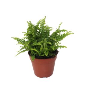 Nephrolepis Green Lady Nephrolepis Green Lady - Compact
(12 Plants/Order)(12cmP 25cmH)