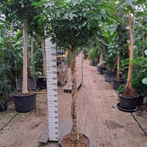 Philodendron Imperial Red Schefflera Compacta twister 240
(1 Plants/Order)(45cmP 240cmH)