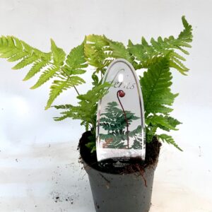 Dryopteris erythrosora Dryopteris erythrosora ES11 0,7l
(15 Plants/Order)(11cmP 15cmH)