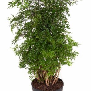 Polyscias fruticosa Polyscias Ming busch P24
(1 Plants/Order)(24cmP 90cmH)