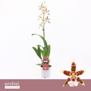 Cambria Aliceara Cambria, White Renaissance 1-spike 'Orchid Collection'
(10 Plants/Order)(12cmP 50cmH)