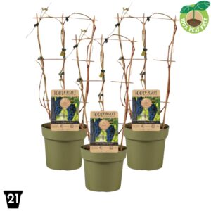 Vitis Boskoop Glory Vitis vinifera 'Boskoop Glory' 100% Fruit, P21 op Rack
(1 Plants/Order)(21cmP 65cmH)