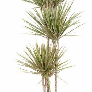 Dracaena Bicolor Dracaena Bicolor 90-60-30
(1 Plants/Order)(24cmP 150cmH)