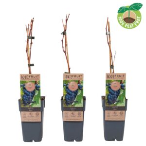Vitis vinifera Vitis vinifera 'Beta', P15 (extra winterhard)
(10 Plants/Order)(15cmP 50cmH)