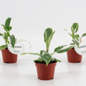 Philodendron Philodendron White Princess
(20 Plants/Order)(6cmP 15cmH)