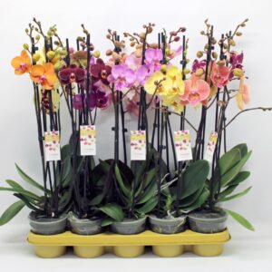 Phalaenopsis mixed 10 Colours 2-tak 60cm (GROEN)
(12 Plants/Order)(12cmP 60cmH)