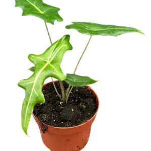 Alocasia Alocasia Portei
(9 Plants/Order)(10.5cmP 30cmH)