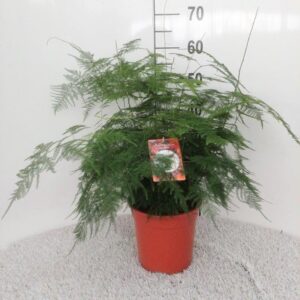 Asparagus setaceus Asparagus setaceus Bush
(1 Plants/Order)(21cmP 60cmH)