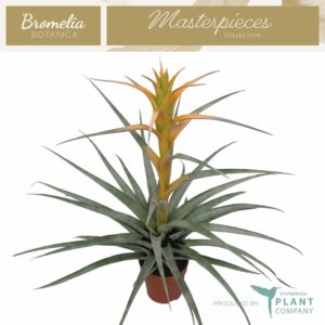 Tillandsia Tillandsia Maya Gold
(10 Plants/Order)(12cmP 45cmH)