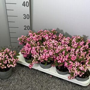 Gaultheria Pernettya pink
(12 Plants/Order)(10.5cmP 20cmH)