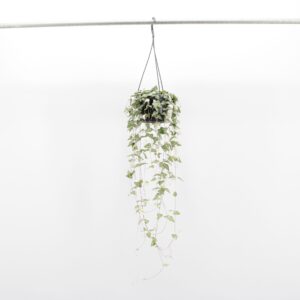 Ceropegia linearis Luuk Ceropegia Linearis Luuk
(8 Plants/Order)(14cmP 30cmH)