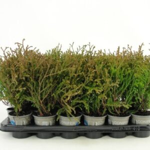 Thuja Mr. Bowling Ball Thuja occidentalis 'Mr. Bowling Ball'
(12 Plants/Order)(9cmP 15cmH)