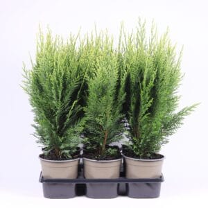 Chamaecyparis White Spo lawsoniana
(6 Plants/Order)(15cmP 45cmH)