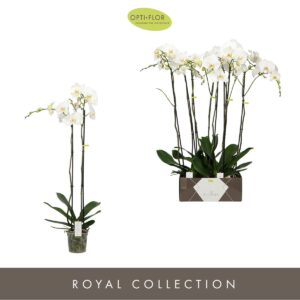 Phalaenopsis white more Ripsen Bijoux Diamond 2 spike
(4 Plants/Order)(15cmP 90cmH)