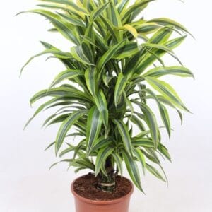 Dracaena Lemon Lime Dracaena Lemon Lime
(1 Plants/Order)(24cmP 85cmH)
