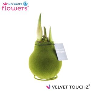 Droge ball Hippeastrum Wax Velvet Touchz® Moss Green
(6 Plants/Order)(5cmP 15cmH)