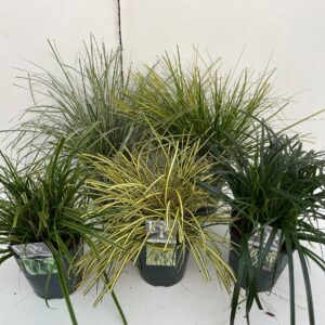 Siergrassen mix Carex mix
(1 Plants/Order)(23cmP 40cmH)