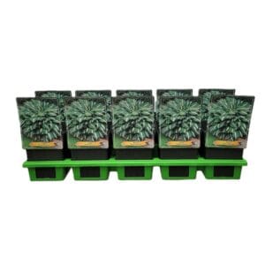 Hosta other Hosta 'Risky Business' P11
(10 Plants/Order)(11cmP 25cmH)