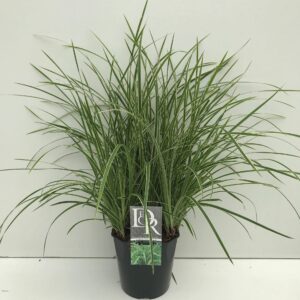 Carex morrowii Ice Dance Carex 'Ice Dance'
(1 Plants/Order)(23cmP 60cmH)