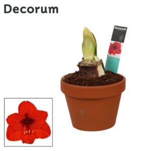 Hippeastrum Amaryllis Royal Red 2 bud Terracotta Steen OP
(3 Plants/Order)(17cmP 25cmH)