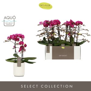 Phalaenopsis Morelia Optimost Morelia 2 spike in Molise White Aquo
(6 Plants/Order)(12cmP 45cmH)