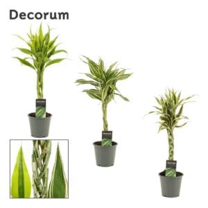 Dracaena sanderiana Dracaena Sanderiana vlecht mix 12 cm (Decorum)
(10 Plants/Order)(12cmP 50cmH)