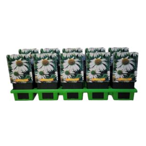 Echinacea purpurea Echinacea Purpurea 'White' P11
(10 Plants/Order)(11cmP 25cmH)