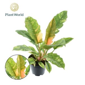 Philodendron Ring of Fire Philodendron narrow 'Ring of Fire'
(6 Plants/Order)(14cmP 45cmH)