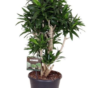 Dracaena Dracaena reflexa busch
(1 Plants/Order)(30cmP 130cmH)