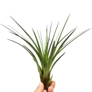 Tillandsia tillandsia melanocrater
(20 Plants/Order)(10cmP 15cmH)