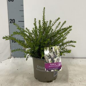 Erica Darley Erica darl. 'White Perfection'
(10 Plants/Order)(12cmP 15cmH)