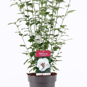 Hibiscus syriacus Hibiscus syr. 'Speciosus' P21/C4.6
(1 Plants/Order)(21cmP 85cmH)