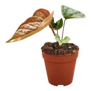 Anthurium Leaf Anthurium radicans x luxurians
(2 Plants/Order)(9cmP 15cmH)