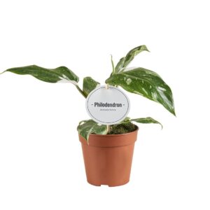 Philodendron Philodendron White Princess B Grade
(10 Plants/Order)(12cmP 30cmH)