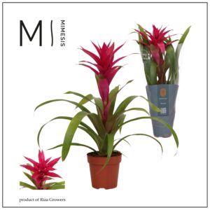 Guzmania Voila Guzmania Voila - 12cm | Mimesis
(10 Plants/Order)(12cmP 48cmH)