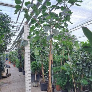 Ficus umbellata Ficus umbellata rechte stam 400
(1 Plants/Order)(60cmP 400cmH)