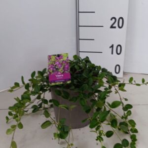 Vinca minor Atropurpurea Vinca minor 'Atropurpurea'
(1 Plants/Order)(15cmP 15cmH)