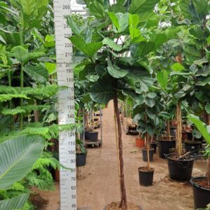 Ficus lyrata Ficus Lyrata gedraaide stam 300
(1 Plants/Order)(45cmP 300cmH)