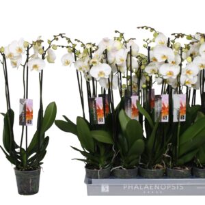 Phalaenopsis white more Ripsen Phalaenopsis color white, 3-spike 18+ 
(10 Plants/Order)(12cmP 55cmH)