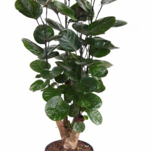 Polyscias Fabian Polyscias Fabian busch P21
(1 Plants/Order)(21cmP 70cmH)